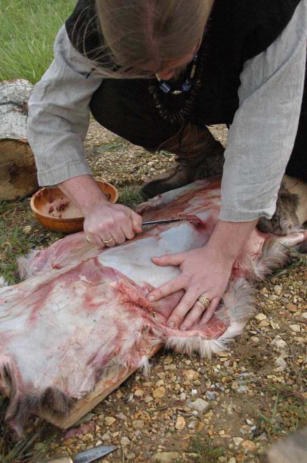 écharnage d'une peau de chevreuil