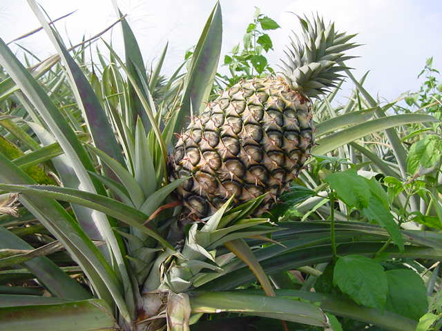 ananas