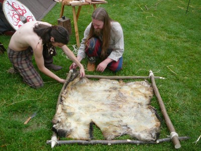 Atelier tannage : tannage d'une peau de sanglier