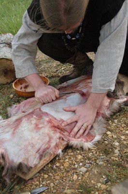 Tanage d'une peau de biche