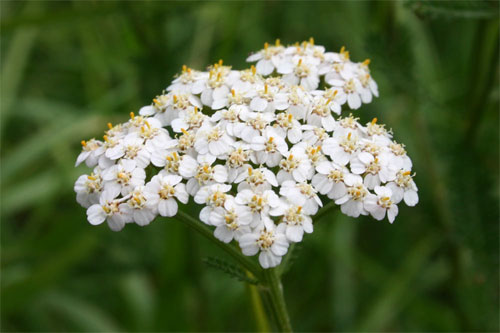 Achillée Millefeuille Fleurs