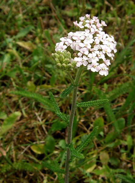 Achillée Millefeuille Plante