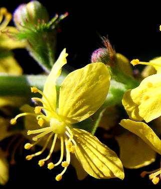 Aigremoine Fleurs