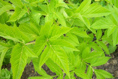 Angélique Feuilles 