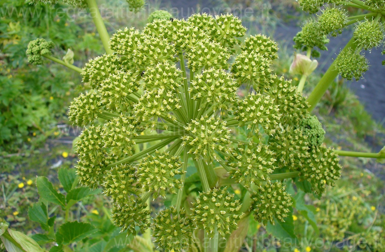 Angélique Fleurs