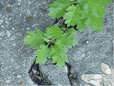 Armoise Feuilles 