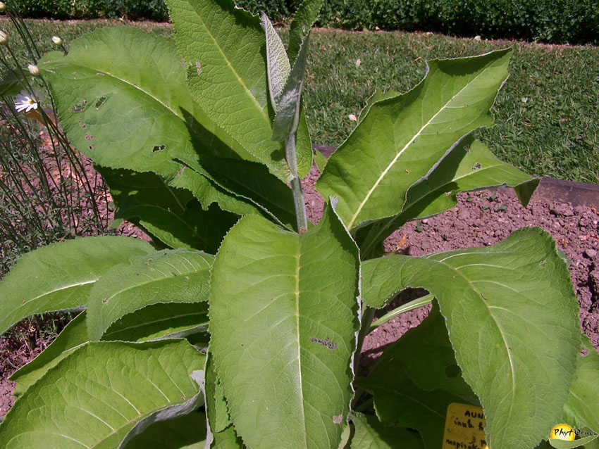 Aunée Feuilles