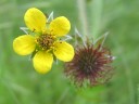 Benoîte Fleurs