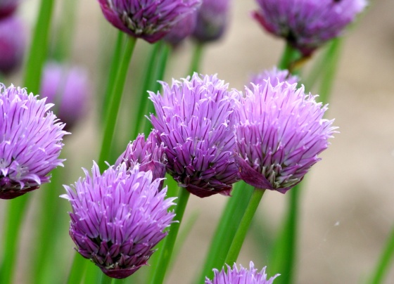 Ciboulette Fleurs 