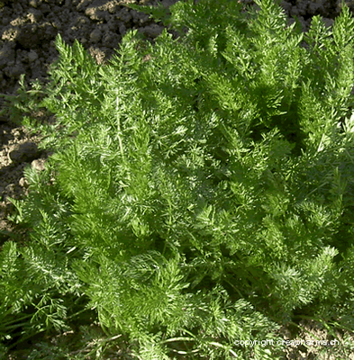 Cumin Feuilles