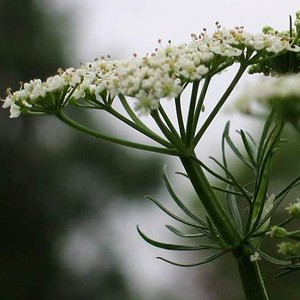 Cumin Fleurs