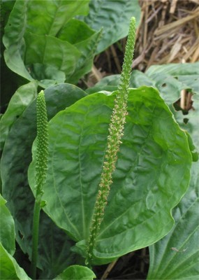 Plantain (grand) Feuilles