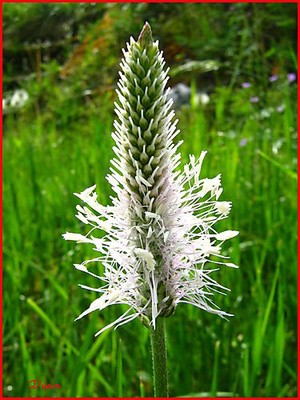 Plantain (grand) Fleurs