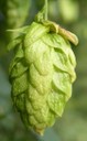 Houblon Cône