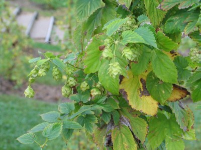 Houblon Plante