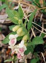 Mélisse Fleurs