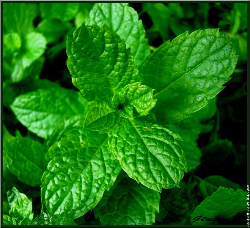 Menthe Feuilles