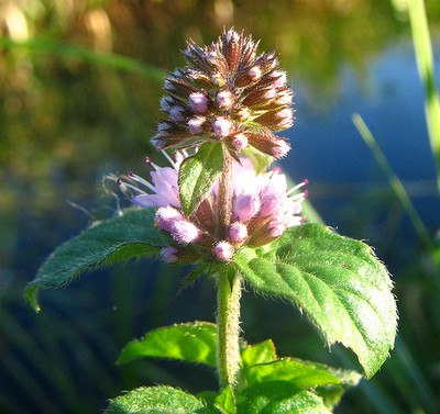 Menthe Fleurs