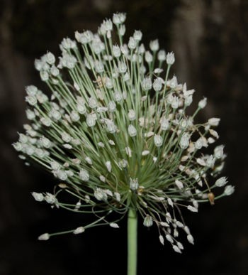 Poireau Fleurs