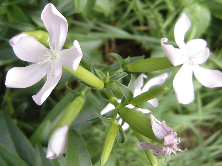 Saponaire Fleurs