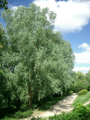 Saule Arbre