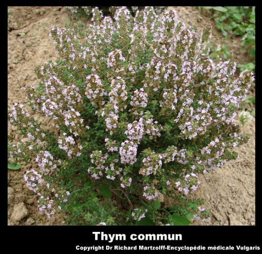 Thym Plante