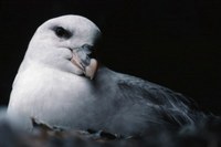 Du näcken au fulmar